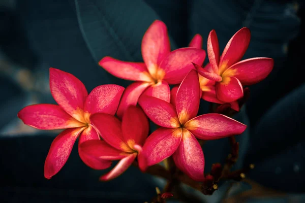 Espace Copie Nom Plumeria Frangipani Flower Leelawadee Thaïlande Profondeur Champ — Photo