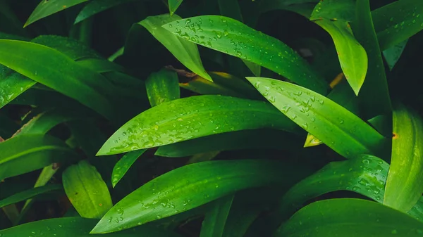 Gros Plan Nature Tropicale Feuilles Vertes Avec Des Gouttes Pluie — Photo