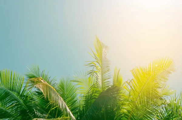 Скопируйте Пространство Тропической Пальмы Солнечным Светом Голубом Небе Белым Облачным — стоковое фото