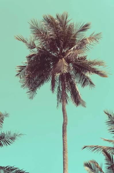 热带棕榈树在天空抽象背景 暑假与自然旅游冒险的概念 复古色调滤镜效果颜色样式 — 图库照片