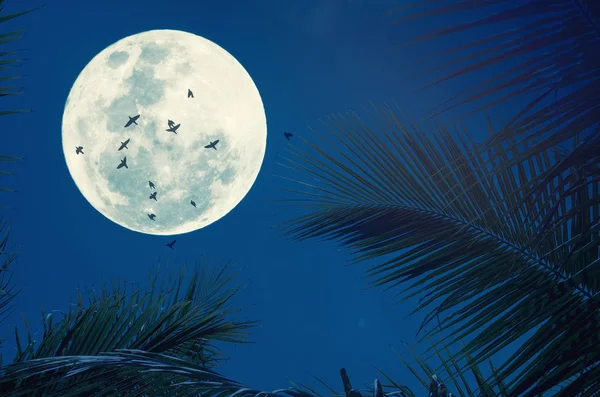 Tropical night. Full moon and palm leaf birds fly abstract background. Copy space of nature environment and travel adventure concept. Vintage tone filter effect color style.