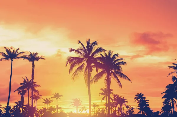 Palma Tropicale Con Colorata Luce Del Sole Bokeh Sul Cielo — Foto Stock