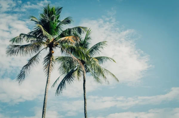 在蓝天和白云抽象背景上复制热带棕榈树的阳光空间 暑假与自然旅游冒险的概念 复古色调滤镜效果颜色样式 — 图库照片