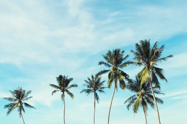复制轮廓热带棕榈树的空间 在日落的天空和云彩的抽象背景上 阳光照射 暑假和自然探险的概念 复古色调过滤效果色彩风格 — 图库照片