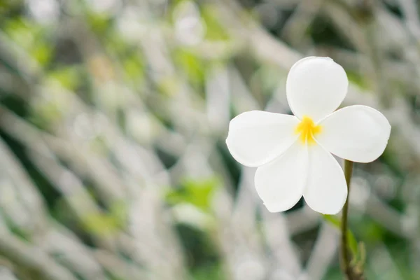 Kopírování Prostor Květ Plumeria Keře Nebo Název Leelawadee Thajsko Nažloutlou — Stock fotografie