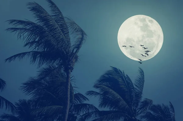Tropical night. Full moon and palm leaf birds fly abstract background. Copy space of nature environment and travel adventure concept. Vintage tone filter effect color style.