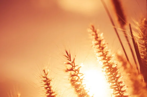 Grass flower in sunset and sun light abstract background. Nature ecology environment and travel relax concept. Shallow depth of field. Vintage tone filter effect color style.