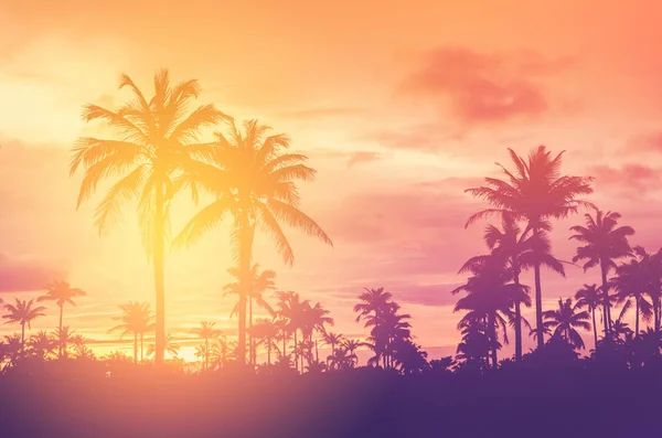 Copy Space Silhouette Tropical Palm Tree Sun Light Sunset Sky — Stock Photo, Image