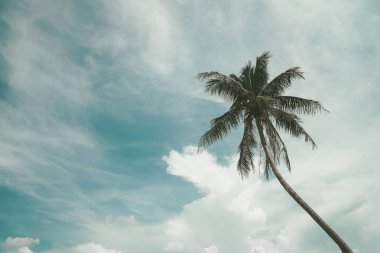 Gökyüzü arka planında güneş ışığı olan tropikal palmiye ağacını kopyala.