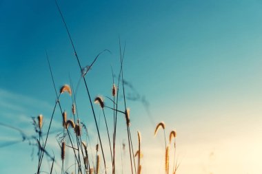 Günbatımı ve bokeh güneş ışık arka plan çimen çiçek.