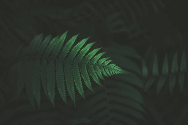 Tropikal doğa yaprak yeşil doku arka plan.