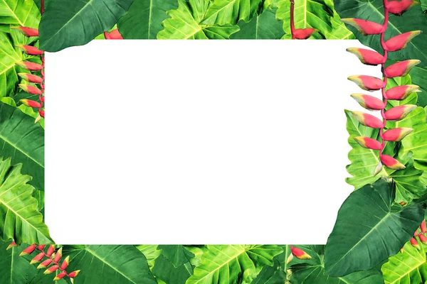 复制白色空间的热带自然绿叶图案纹理背景 水色过滤效果 — 图库照片