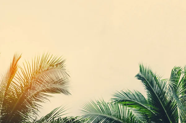 Copiar el espacio de palmera tropical con luz solar en el fondo del cielo. — Foto de Stock