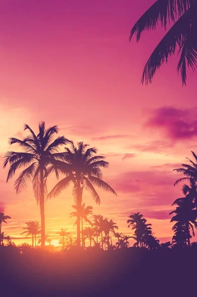 Palma tropicale con luce colorata del sole bokeh sul cielo del tramonto nube sfondo astratto . — Foto Stock