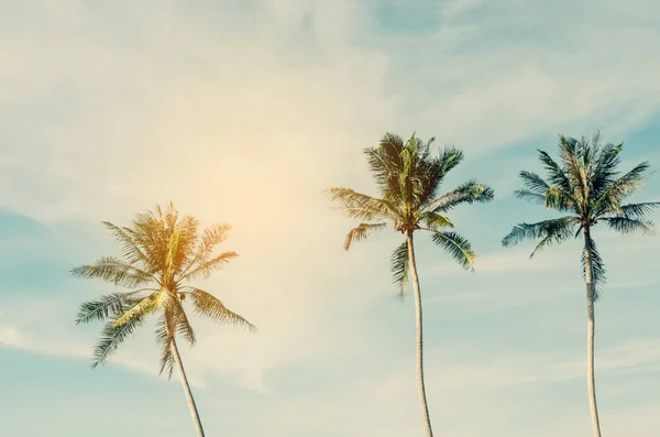 Espaço de cópia de palmeira tropical com luz solar no fundo do céu. — Fotografia de Stock