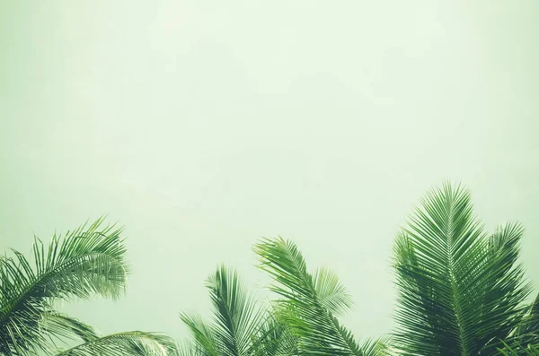 Copiar el espacio de palmera tropical con luz solar en el fondo del cielo. — Foto de Stock