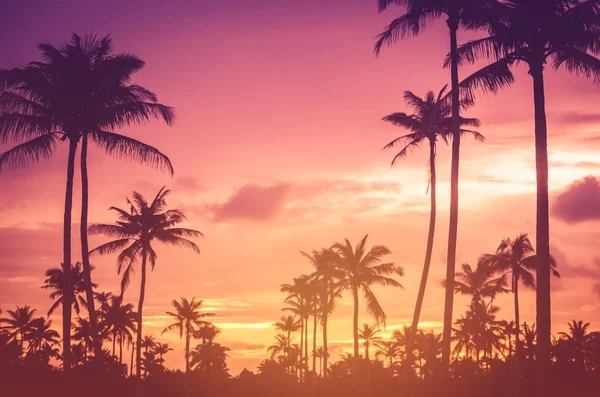 Copy space of tropical palm tree with sun light on sky background. — Stock Photo, Image