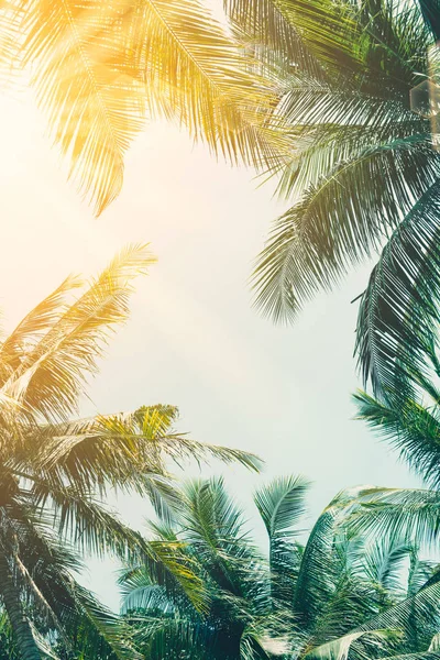 Espaço de cópia de palmeira tropical com luz solar no fundo do céu. — Fotografia de Stock