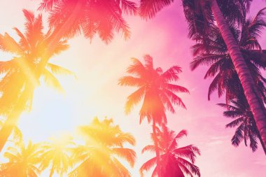 Gökyüzü arka planında güneş ışığı olan tropikal palmiye ağacını kopyala.