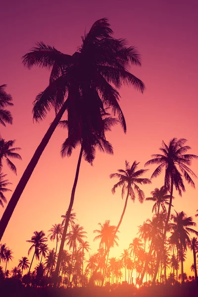 Espaço de cópia de palmeira tropical com luz solar no fundo do céu. — Fotografia de Stock