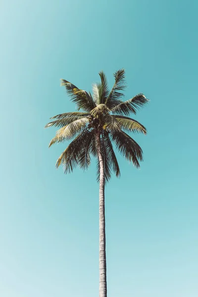 Copiar el espacio de palmera tropical con luz solar en el fondo del cielo. —  Fotos de Stock