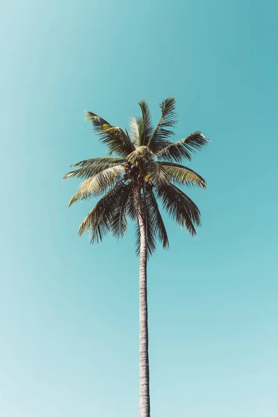 Espaço de cópia de palmeira tropical com luz solar no fundo do céu. — Fotografia de Stock