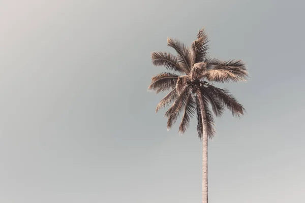 Gökyüzü arka planında güneş ışığı olan tropikal palmiye ağacını kopyala. — Stok fotoğraf