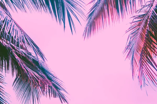 复制空间粉红色热带棕榈树在天空抽象的背景。暑假与自然旅行冒险理念. — 图库照片