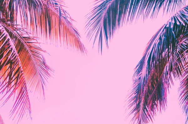 Kopieerruimte roze tropische palmboom op de hemel abstracte achtergrond. Zomervakantie en natuurreizen Adventure concept. — Stockfoto