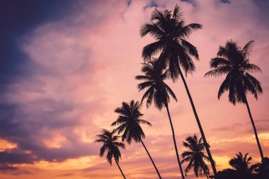 Tropikal palmiye ağacı günbatımı gökyüzü bulut arka plan üzerinde renkli bokeh güneş ışığı ile.
