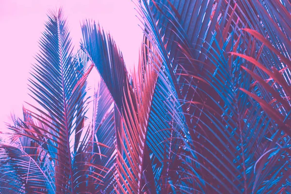 Copiar espaço palmeira tropical rosa no céu fundo abstrato. Verão férias e natureza viagem aventura conceito . — Fotografia de Stock