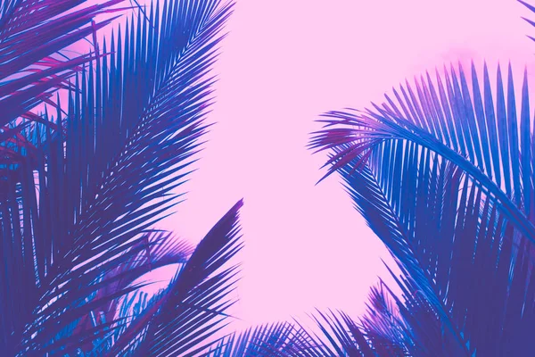 Másolás Space rózsaszín trópusi pálmafa ég absztrakt háttér. Nyári vakáció és természetutazás kaland koncepció. — Stock Fotó