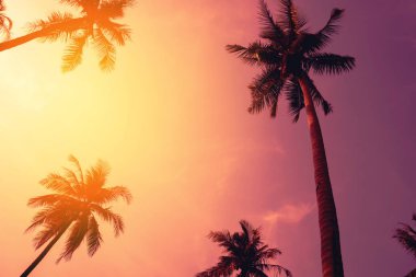 Tropikal palmiye ağacı günbatımı gökyüzü bulut arka plan üzerinde renkli bokeh güneş ışığı ile.