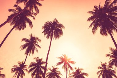 Tropikal palmiye ağacı günbatımı gökyüzü bulut arka plan üzerinde renkli bokeh güneş ışığı ile.
