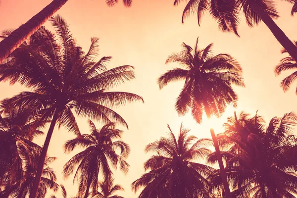 Tropikal palmiye ağacı günbatımı gökyüzü bulut arka plan üzerinde renkli bokeh güneş ışığı ile.