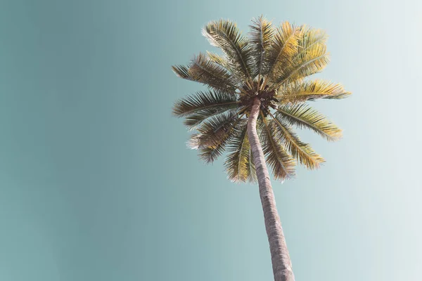 Másolás tér trópusi pálmafa napfény az égen háttér. — Stock Fotó