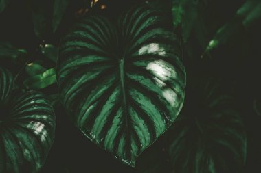 Tropikal doğa yeşil yaprak caladium doku arka kapatmak.