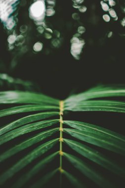 Palmiye yaprağı desen doku arka plan.