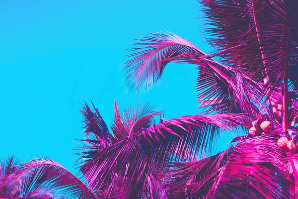 Copy space pink tropical palm tree on sky abstract background. Summer vacation and nature travel adventure concept. — Stock Photo, Image