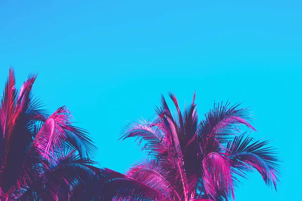 复制空间粉红色热带棕榈树在天空抽象的背景。暑假与自然旅行冒险理念. — 图库照片