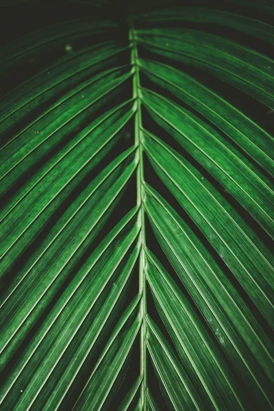 Palmiye yaprağı desen doku arka plan. — Stok fotoğraf
