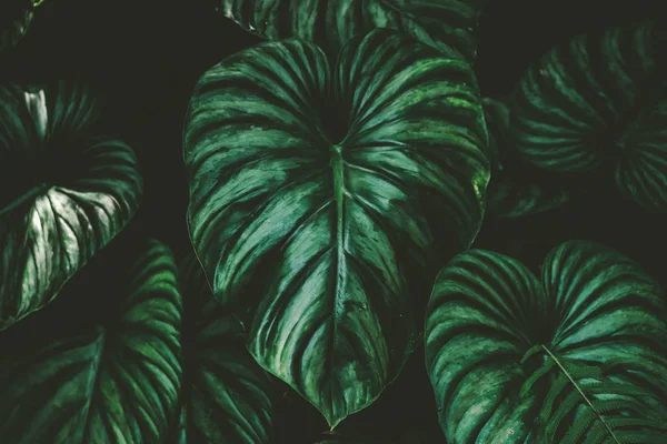 Nahaufnahme tropische Natur grünes Blatt Caladiumtextur Hintergrund. — Stockfoto