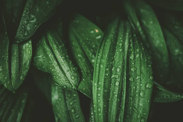 Naturaleza tropical hoja verde textura fondo abstracto . — Foto de Stock