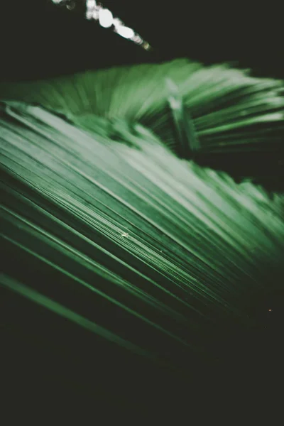 Palm leaf pattern texture abstract background. — Stock Photo, Image