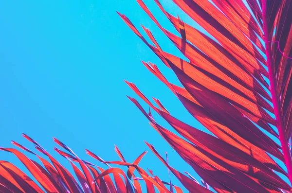 Copiar el espacio de la palmera tropical rosa en el cielo fondo abstracto. Vacaciones de verano y naturaleza viaje aventura concepto . — Foto de Stock