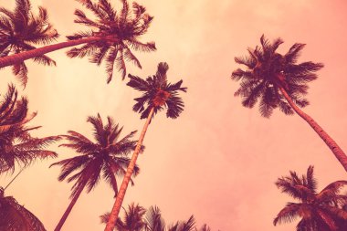Tropikal palmiye ağacı günbatımı gökyüzü bulut arka plan üzerinde renkli bokeh güneş ışığı ile.