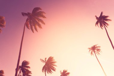 Tropikal palmiye ağacı günbatımı gökyüzü bulut arka plan üzerinde renkli bokeh güneş ışığı ile.