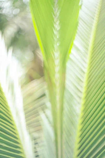 Copy space of blur palm leaf on blue sky and white clouds with bokeh sun ligth abstract texture background. — Stock Photo, Image