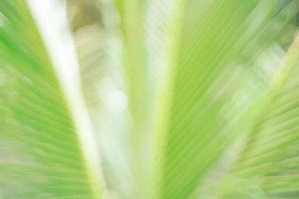 Copy space of blur palm leaf on blue sky and white clouds with bokeh sun ligth abstract texture background. — Stock Photo, Image