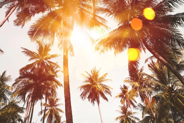 Palmera tropical con colorida luz solar bokeh sobre fondo abstracto de nubes de cielo al atardecer . —  Fotos de Stock